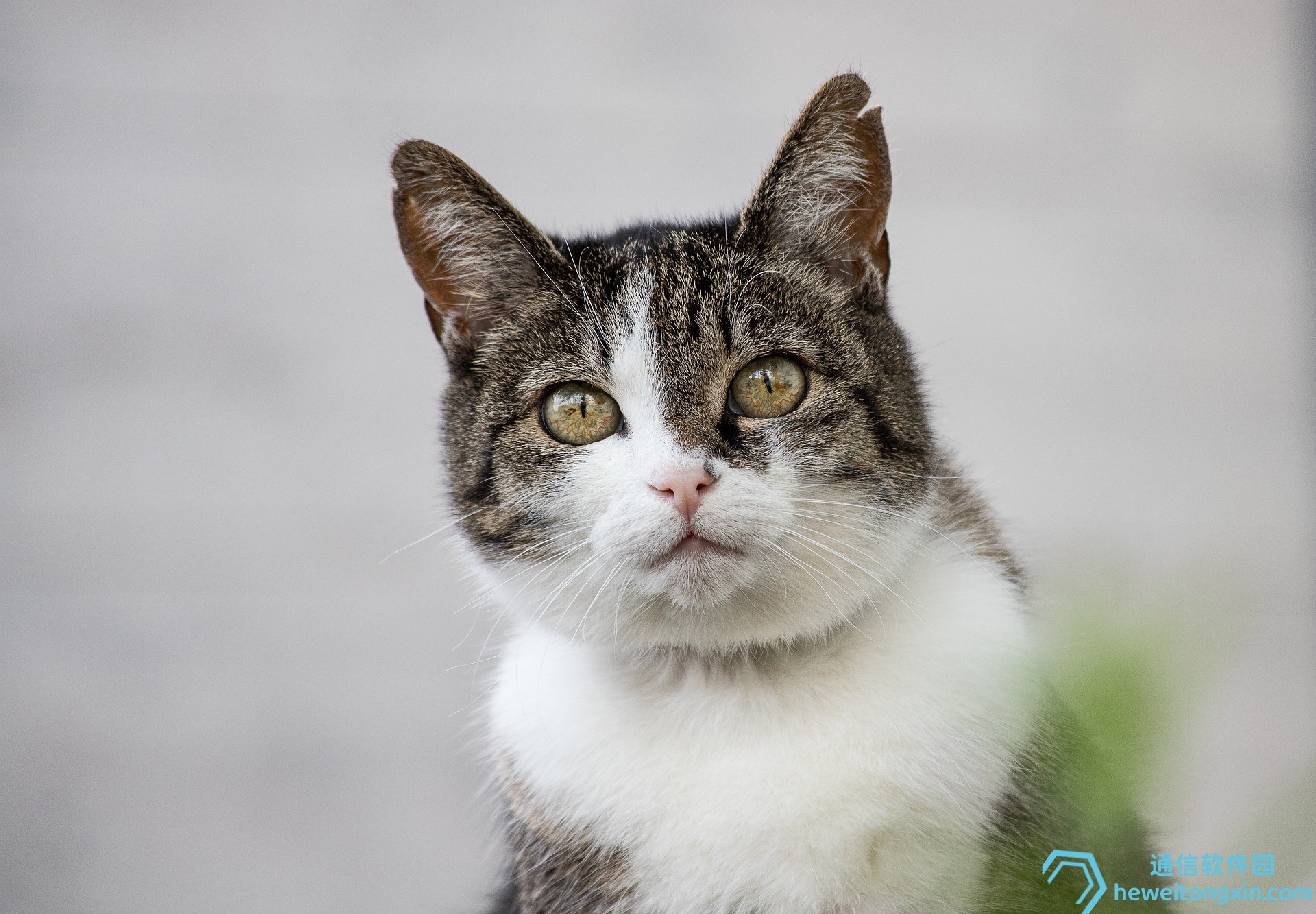 查詢?nèi)肟冢盒聤W彩908008網(wǎng)站資料查詢，官方更新速遞